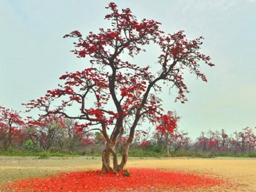 বসন্তের আগমনে পলাশ